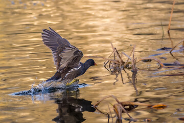 Common Moorhen running on the surface of a pond in the morning light