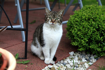 Dorfkatze im häuslichen Umfeld