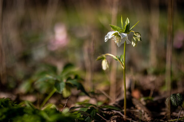 Weiße Lenzrose im Frühling im Wald