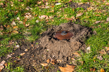 Obraz premium Maulwurf im Boden fangen mit Deckel über dem Maulwurfshaufen