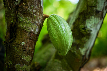 Cocoa pods on the tree