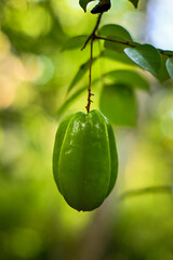 Star fruit on the tree