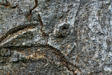 tree bark texture