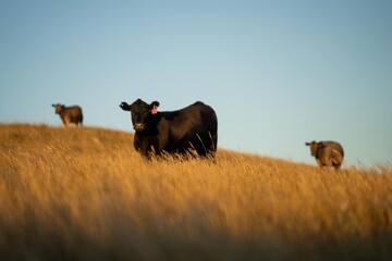 beautiful cattle in Australia  eating grass, grazing on pasture. Herd of cows free range beef being...