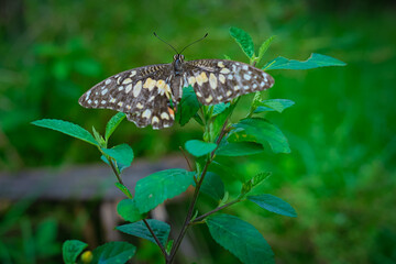 Fototapeta premium Butterflies land on the tops of leaves