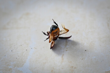 Bee upside down on the floor