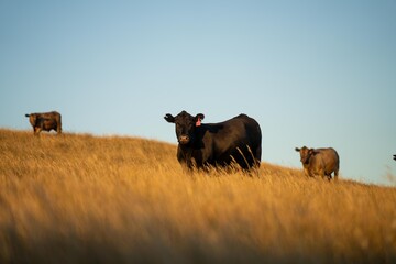 cow in a field at sunset on a summer in a dry drought in summer in australia on at agricultural farm - Powered by Adobe