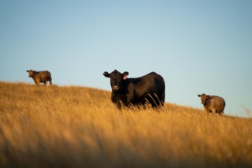 Fat Beef cows grazing on native grasses in a field on a farm practicing regenerative agriculture in Australia. Hereford cattle on pasture. livestock Cows in a field at sunset with golden light.