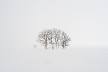 copse of trees in winter against snowy backdrop