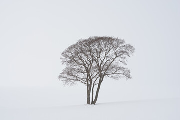 lone tree in winter against snowy backdrop