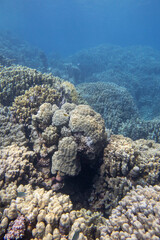 Colorful, picturesque coral reef at the bottom of tropical sea, great acropora corals, underwater landscape