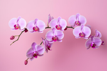 Fototapeta na wymiar A bouquet of purple Orchid isolated on a simple light pink background