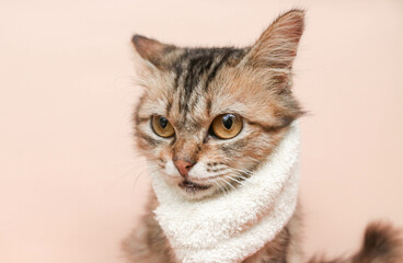 a cute brown long-haired cat wearing a white scarf around its neck isolated on a brown background