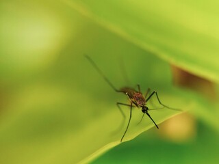 Mosquito Close up photo