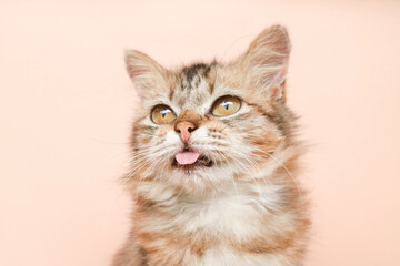 long-haired brown cat sticking out its tongue on a brown background. Close up portrait of maine...