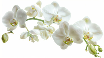 Naklejka na ściany i meble bouquet of white orchid with bud on white background