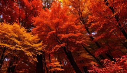  Autumn landscape with many orange, yellow trees © Михаил Таратонов