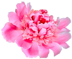 Pink peony flower  on  isolated background. Closeup. For design. Nature.