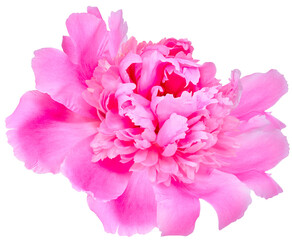 Pink peony flower  on  isolated background. Closeup. For design. Nature.