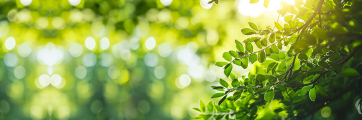 eco ecological green sustainable environmentally friendly business background banner with copy space, close up tree leaves in forest, concept of care for nature planet protection