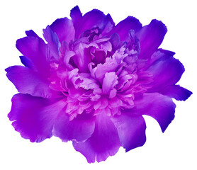 Purple   peony flower  on  isolated background. Closeup. For design. Transparent background.  Nature.