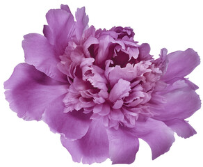 Purple  peony flower  on  isolated background. Closeup. For design.  Transparent background. Nature.