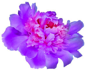 Obraz premium Purple peony flower on isolated background. Closeup. For design. Transparent background. 
