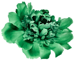 Green  peony flower  on  isolated background. Closeup. For design. Transparent background.  Nature.