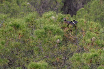 Beautiful portrait of a golden eagle perched on the branches of a tree looking laterally in search...