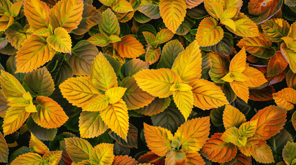 Close up colorful yellow coleus plant in a garden. T - obrazy, fototapety, plakaty
