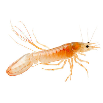 Freshwater Shrimp on a transparent background