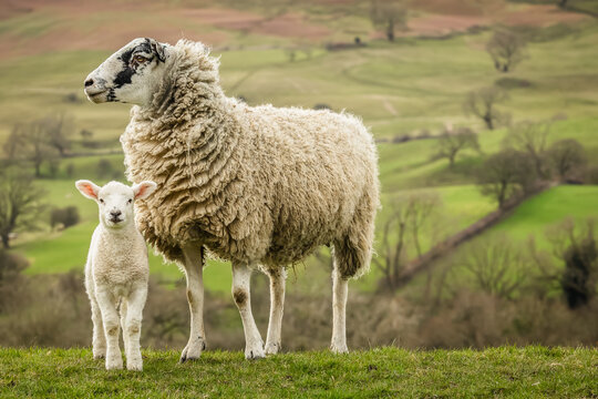 Swaledale mule ewe, or female sheep looking to the left and her young lamb facing forward, with a background of the Yorkshire Dales in late February.  Close up.  Horizontal.  Copy space