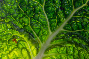 Abstract close-up of green, patterned leaves of kale with water droplets, green background
