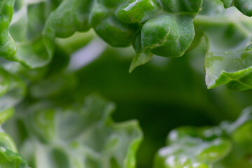 Abstract close-up of green, patterned leaves of kale with water droplets, green background
