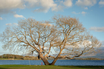 Lone bare tree at sunset by Lough Leane or Lower Lake in Fossa, Killarney National Park, County...