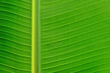 Close up of a new banana leaf