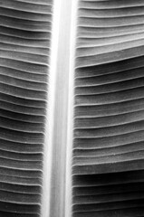 Close up of a new banana leaf monochrome