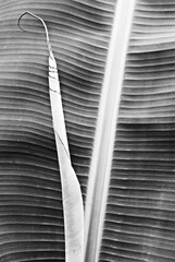 Close up of a new banana leaf monochrome