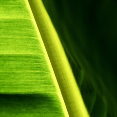 Close up of a new banana leaf