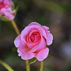 Close up of a beautiful pink Rose in sunlight