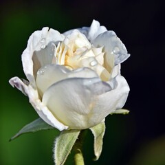 Close up of a beautiful white Rose in sunlight