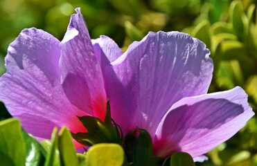 Close up of a Malva blossom in sunlight