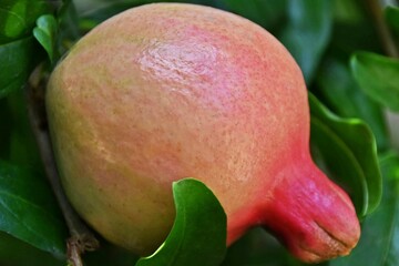 close up of a Pomegranate fruit on a shrub