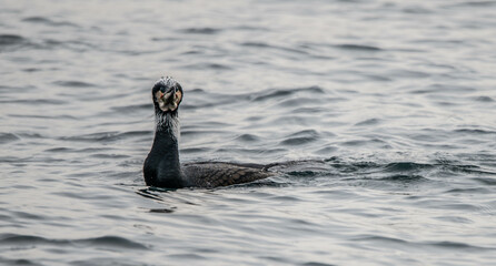 cormorant