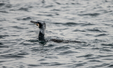 Obraz premium cormorant