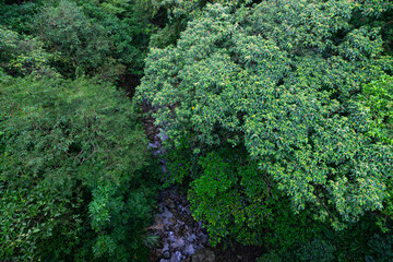 Gorgeous stream hidden in the forest, with many many green leaf and looks prosper, in New Taipei City, Taiwan.