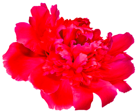 Red peony  flower  on  isolated background with clipping path. Closeup. For design.  Transparent background.	