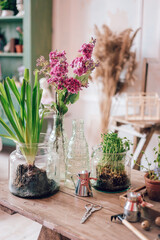 Green bulbous plants in glass vases on a garden wooden table
