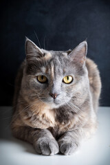 Portrait of a beautiful gray cat with yellow eyes on a dark background