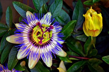 Passion Flower Summer Flowering Plant